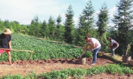 乡村视频,探寻自然之美与人文之韵